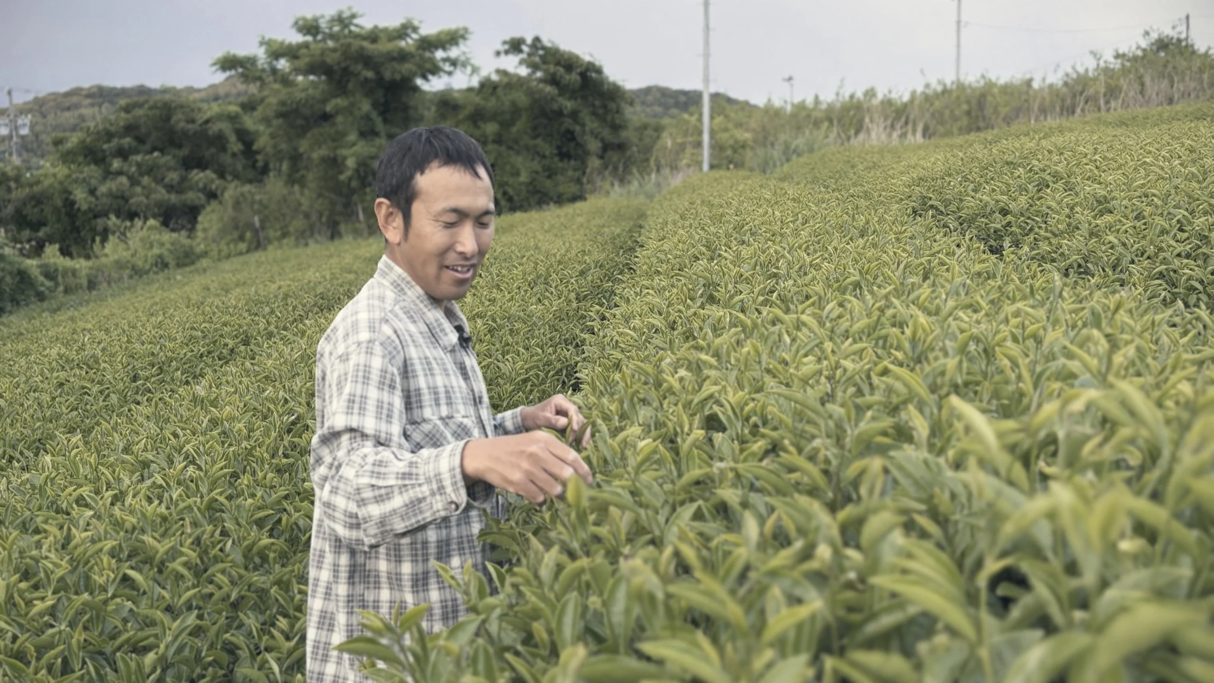 A man in a plaid shirt inspecting tea plants in a large tea field.