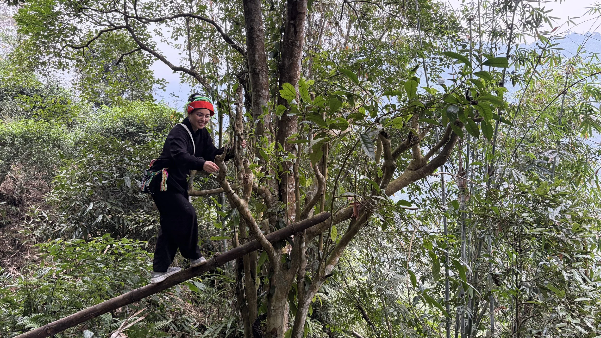 A woman climbing on a wooden ladder leaning against a wild tea tree in a dense, green tea forest.