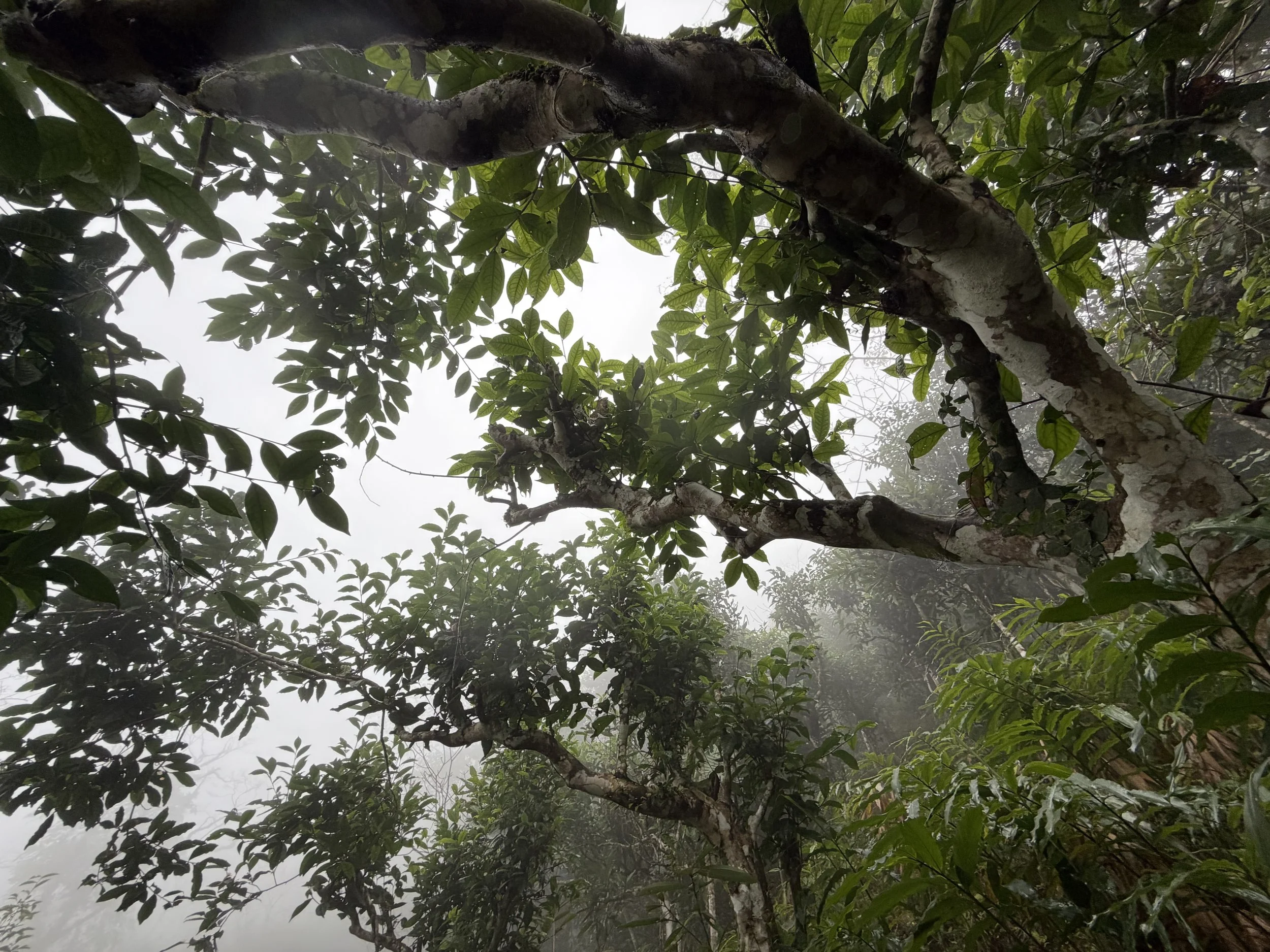 View of a tree with green leaves and a thick trunk, taken from below on a foggy day.