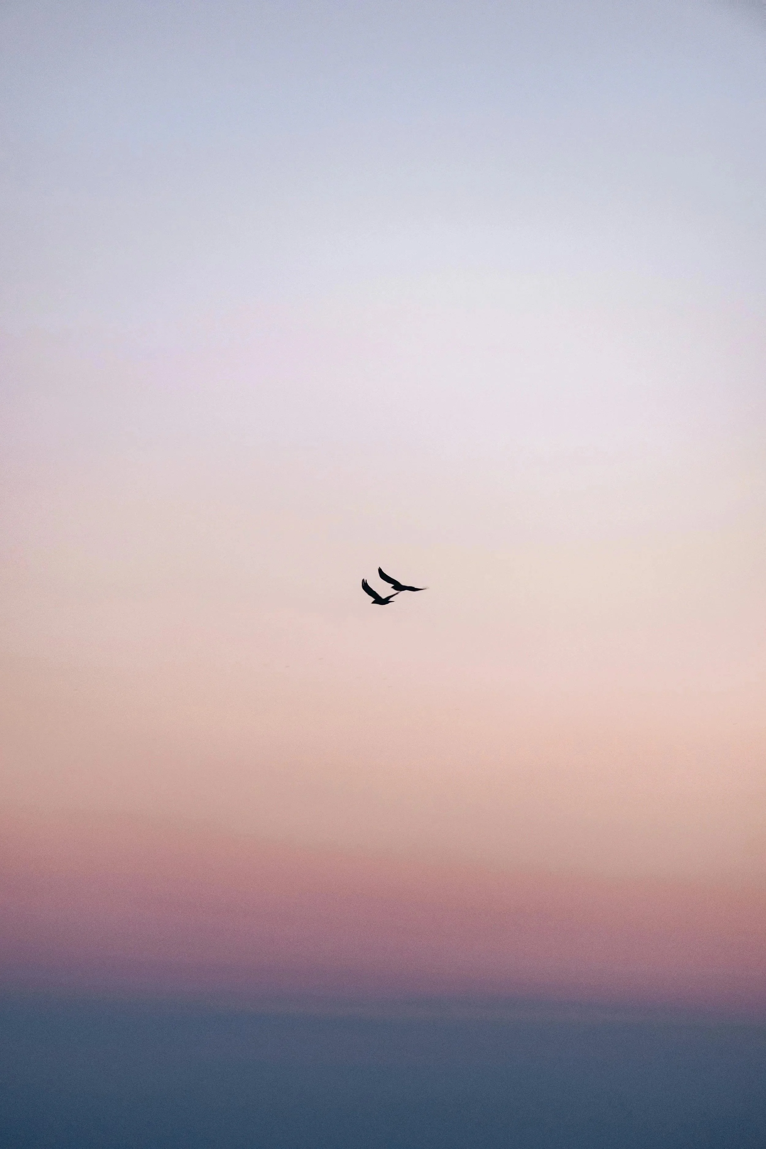 Two birds flying in the sky during sunset or sunrise, with a gradient sky background.