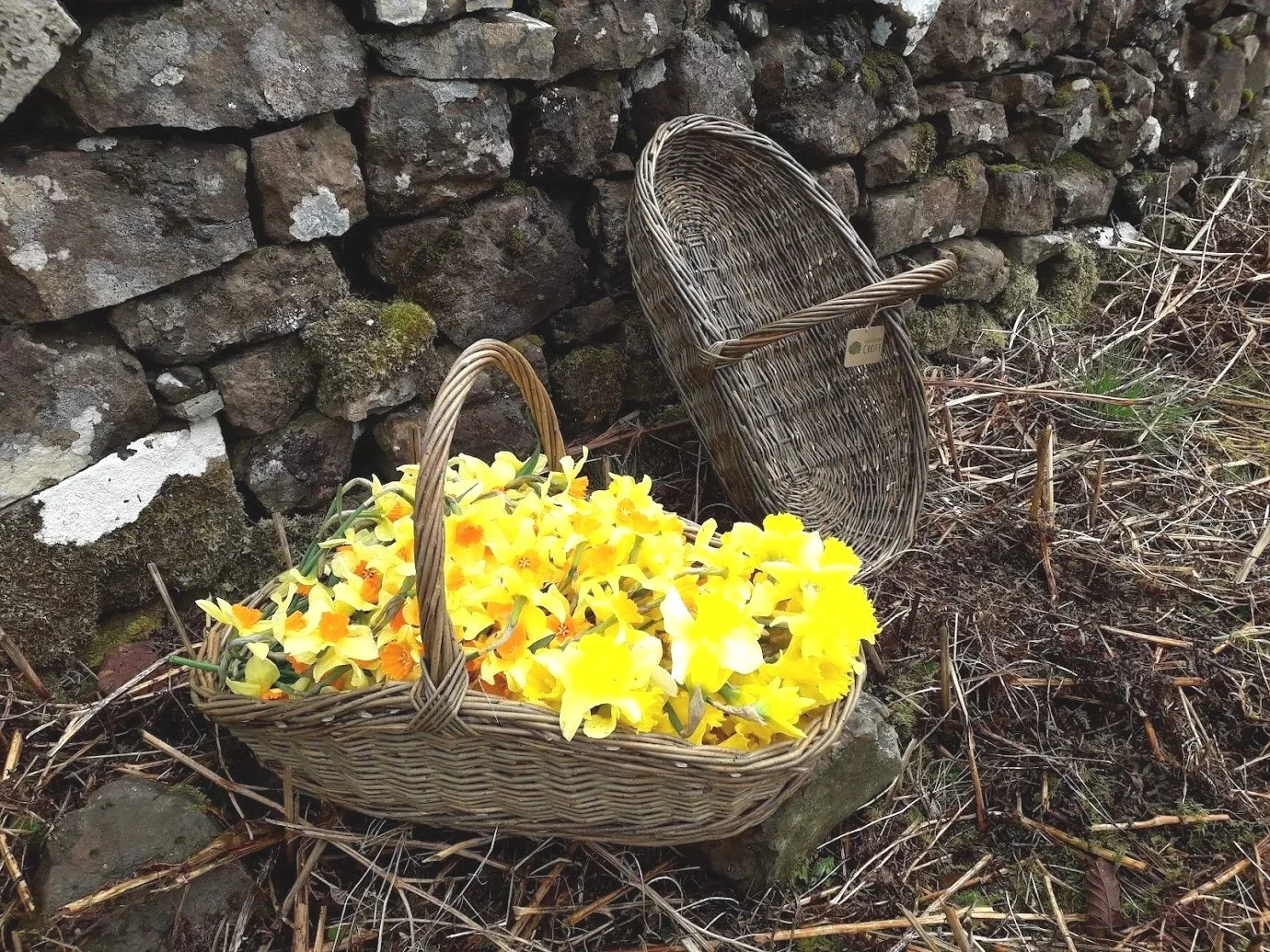 garden+trug1.jpg