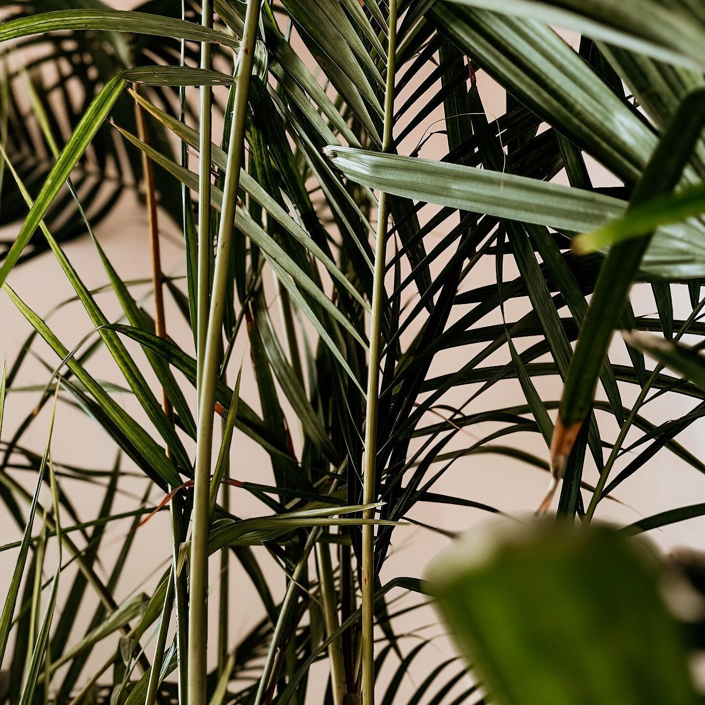 We can't resist incorporating more plants into our enchanting sunroom, an area that mirrors an art deco greenhouse. A tranquil spot for unwinding with a good cocktail🍹 

#GreenSpaceGoals #ArtDecoInspired #SunroomSanctuary #PlantSanctuary #PerfectPla