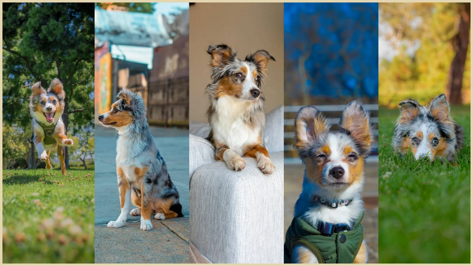 Collage of five images of a dog, including running in a park, sitting outdoors, resting on a couch, with eyes closed outdoors, and lying in grass.