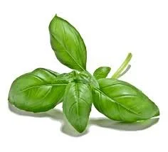Basil.jpeg