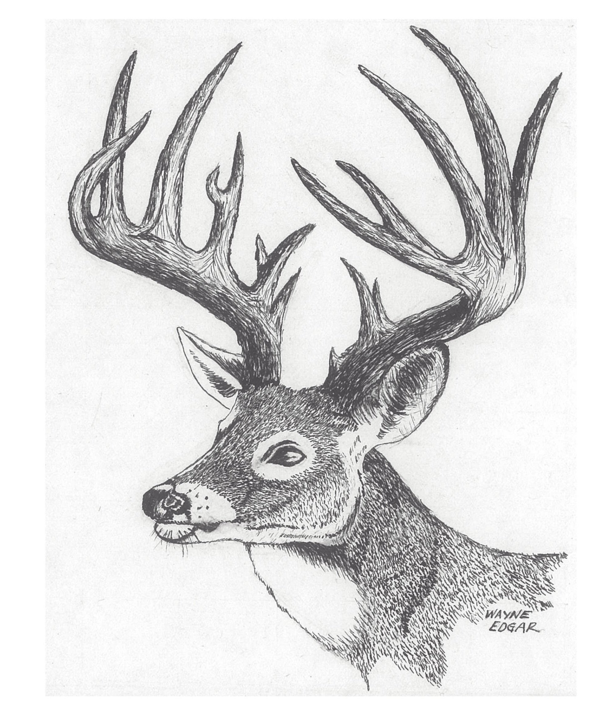 Deer Profile, Pen and Ink (1984)
This was the first piece of artwork I ever made. It is full of errors, mal-proportioned, etc. (and prints are not for sale). I was a sophomore in high school. It is here to show the starting place.