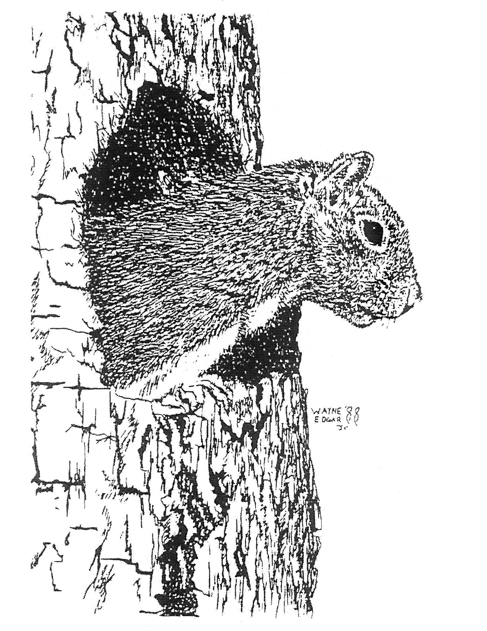 Squirrel, Pen and Ink (1988)
This was one of the series of small pen and ink drawings I finished in this time. Pen and ink can be quite difficult as you cannot erase, and my method is to paint and repaint and correct and refine until i get it right