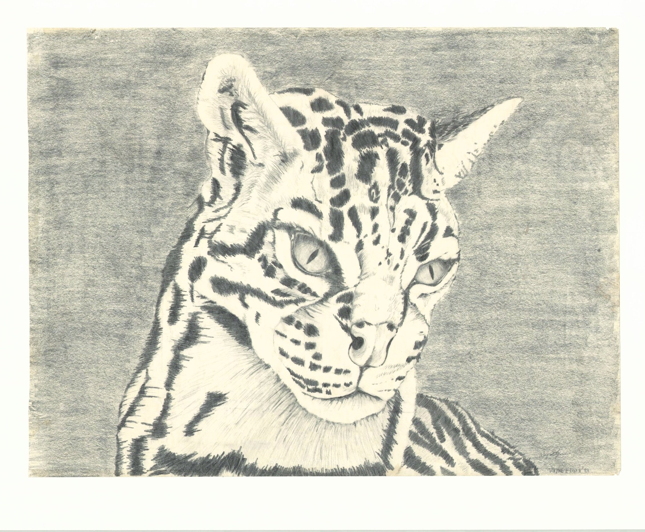 Ocelot, Pencil on Paper (1988)
This was another piece of artwork from my ECU art class where I had to “fill up a wall.” I always found Ocelots interesting as they looked part housecat and part leopard. This was another of my attempts to restrict m