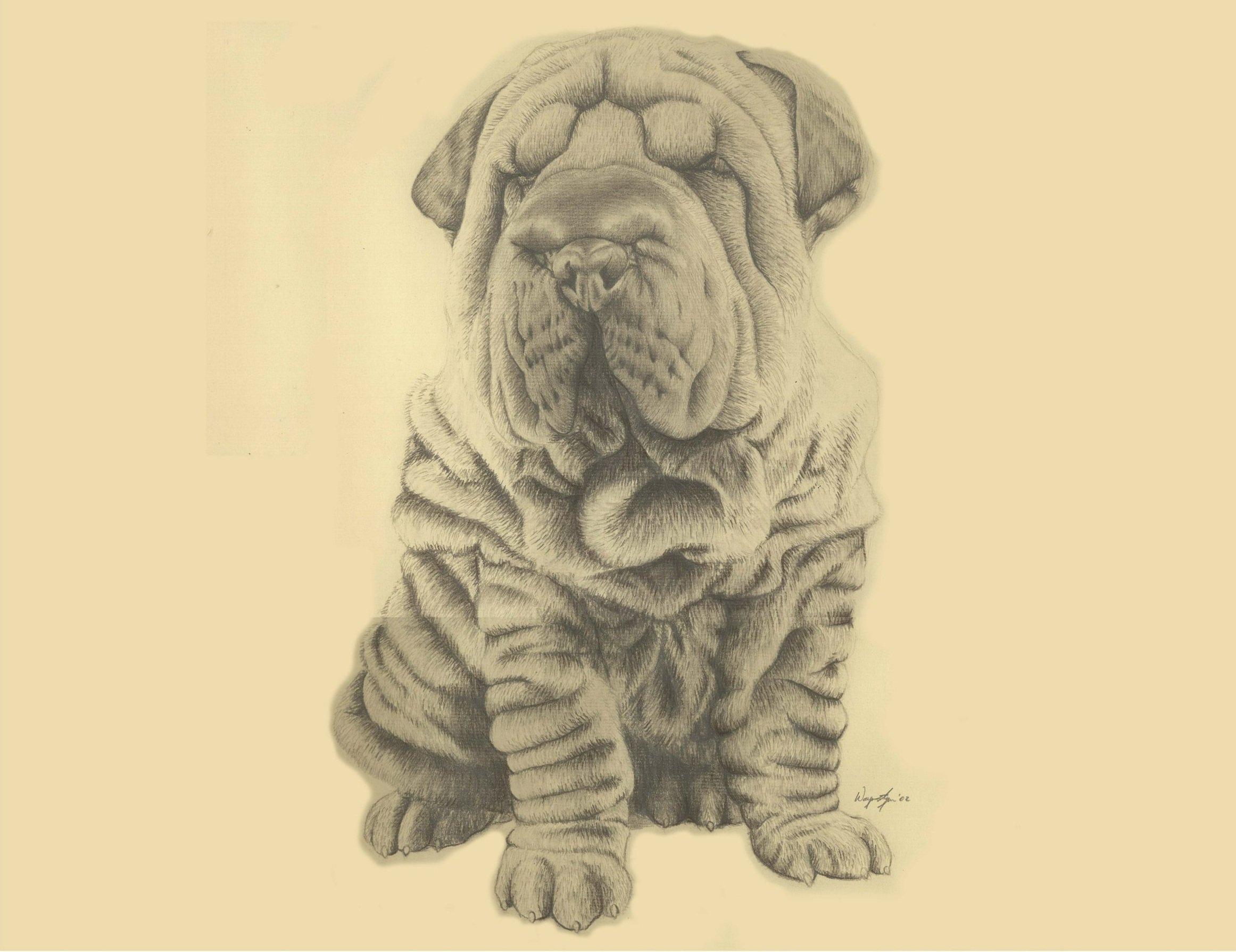 Shar Pei Puppy (18"X24")
Pencil on sepia paper
I knew my wife loved bulldogs so right after we were married, I drew her this one. Only after I drew it, she explained that although she appreciated it, I did not draw a bulldog.
Shar Pei's are not b