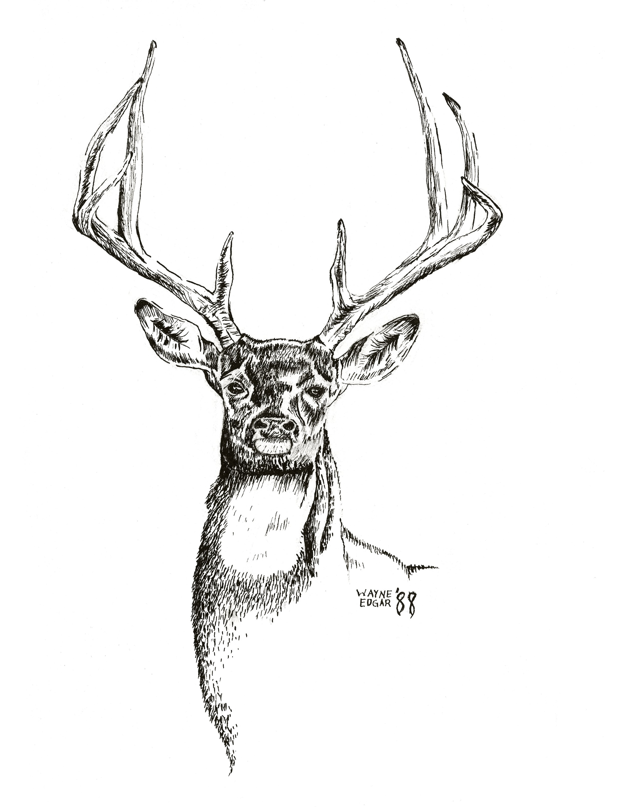 Deer, Pen and Ink (1988)
This was the first of a series of pen and ink drawings of wildlife with no backgrounds.