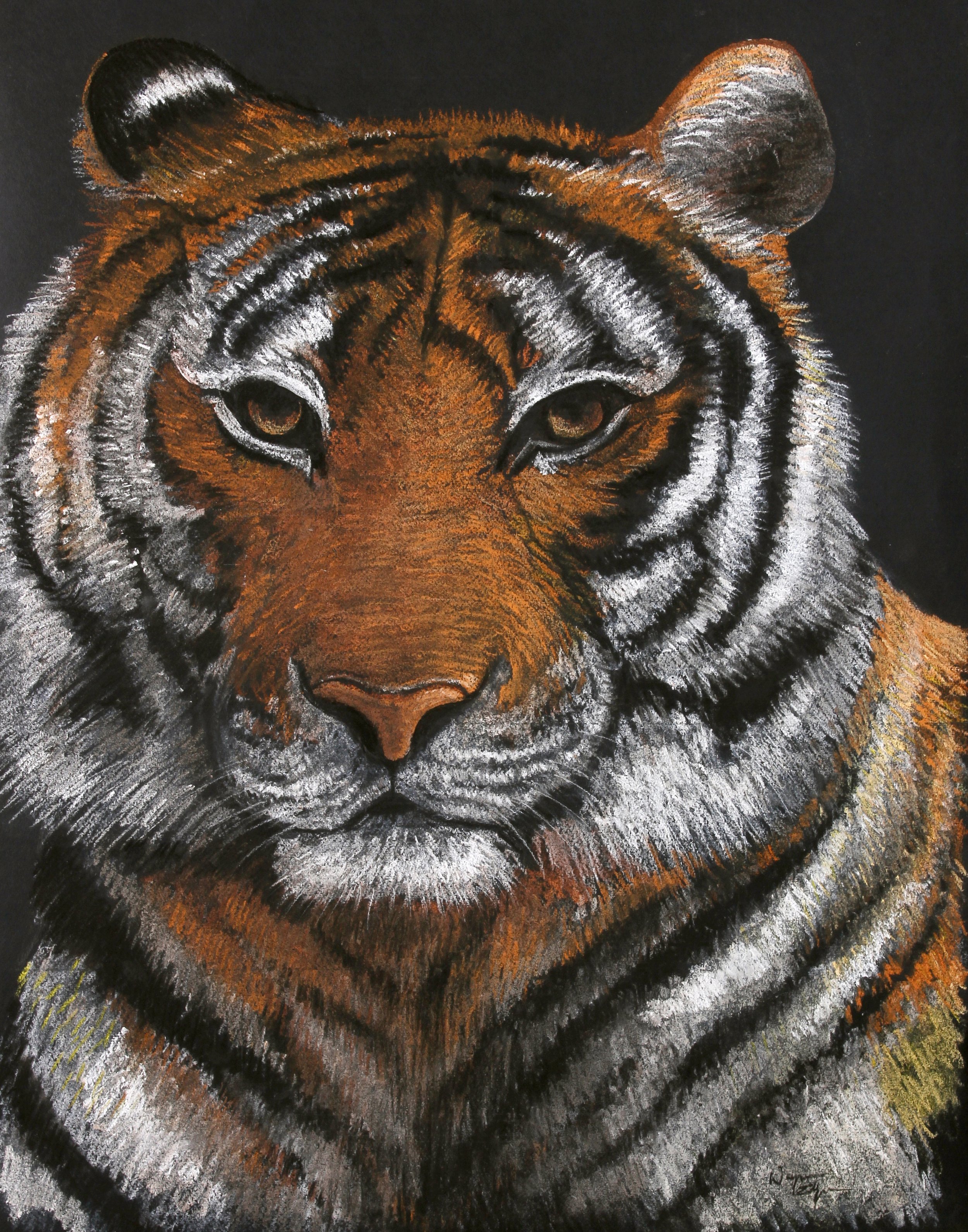 Tiger, Pastel on Paper (2012)
Even though Norman High School’s mascot was a tiger, it did not have one picture or painting of a tiger in the school. Since there was none, one day i was asked to paint a tiger’s face to be mounted on a homecoming flo