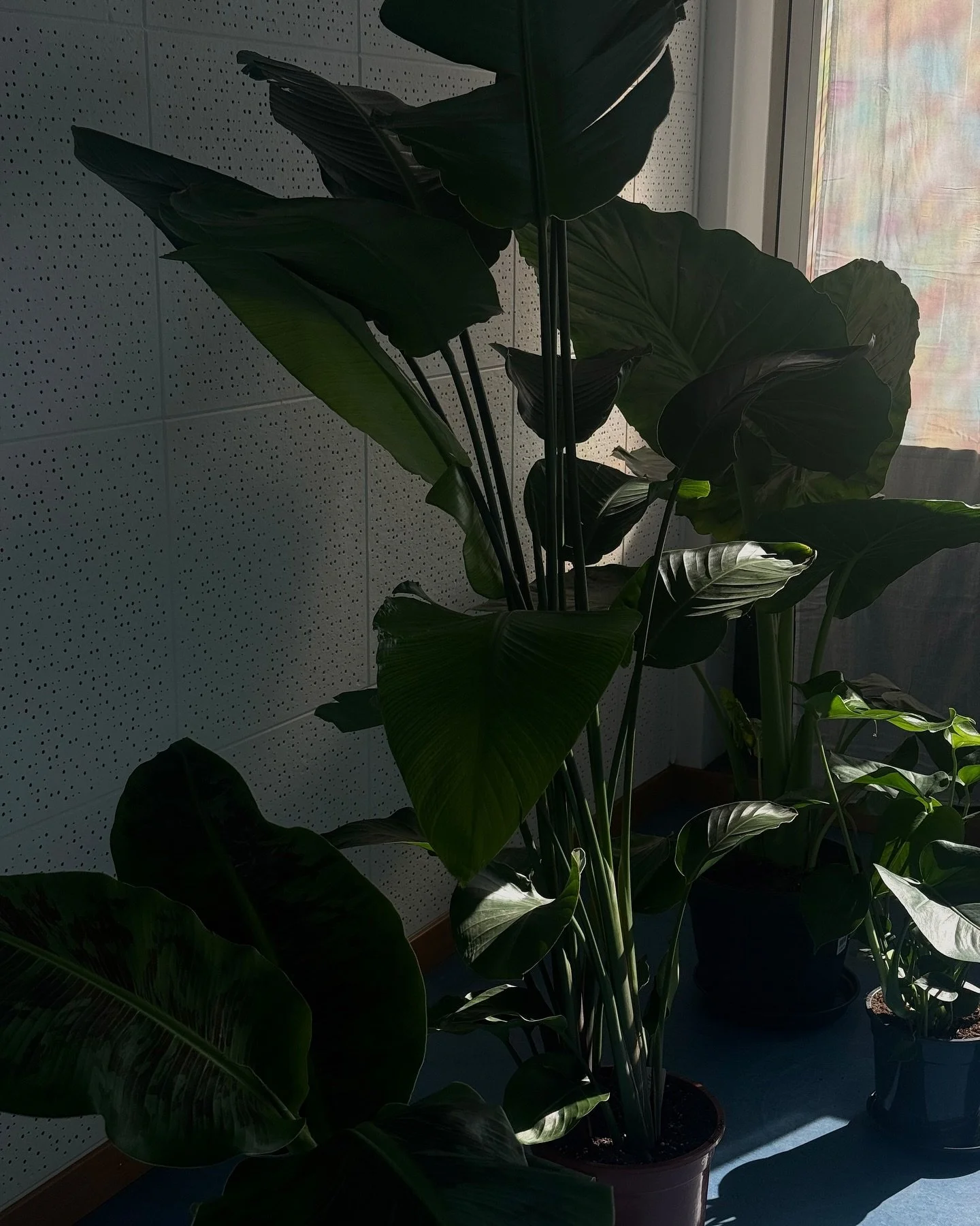 In the process of creating a space full of light, love and lots of plants.