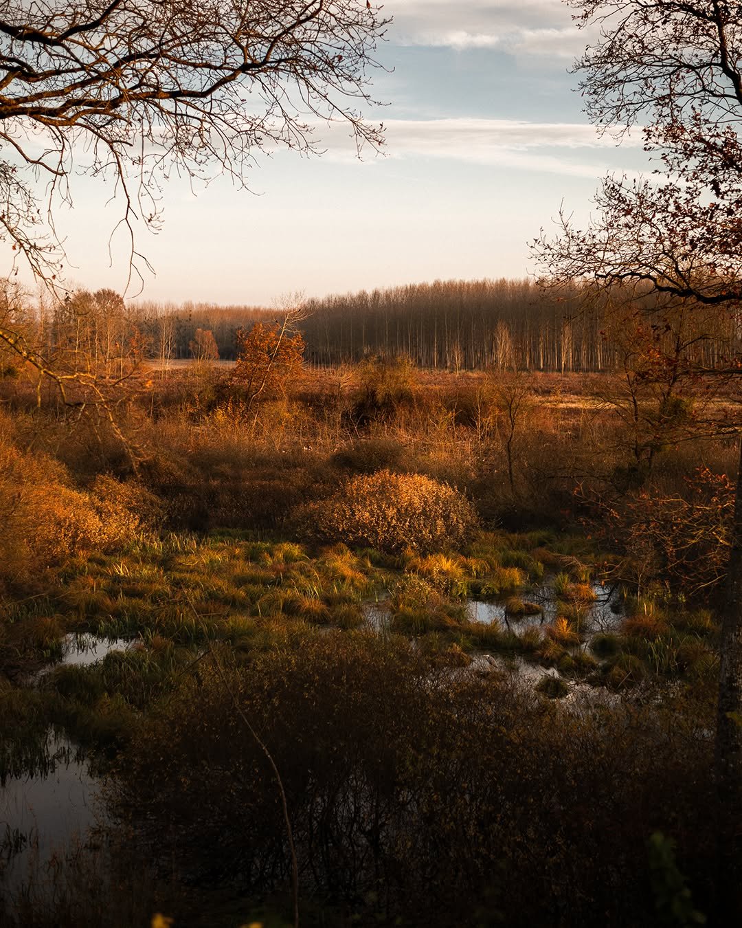 Le h&eacute;ron cach&eacute;

#nikonfr #photography #champagneardenne #photographereims #photographeepernay #nature #50mm