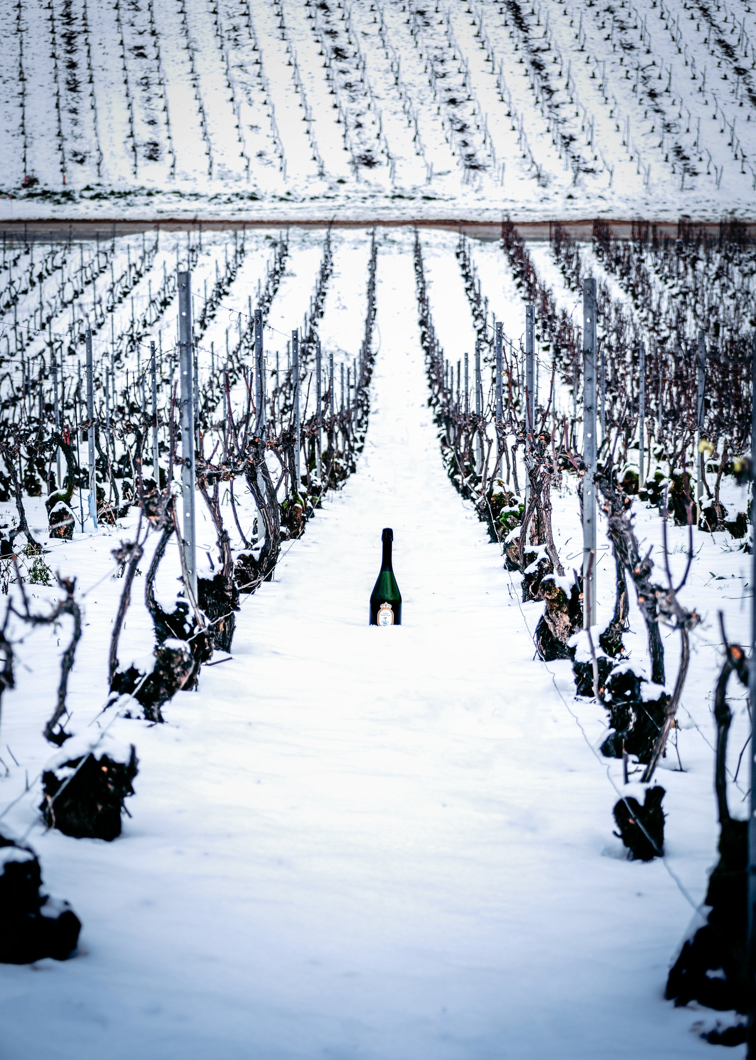 CSB-WINTER(c) cécile zoute (15).jpg