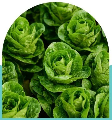 Plant. Eat. Repeat. Workshop