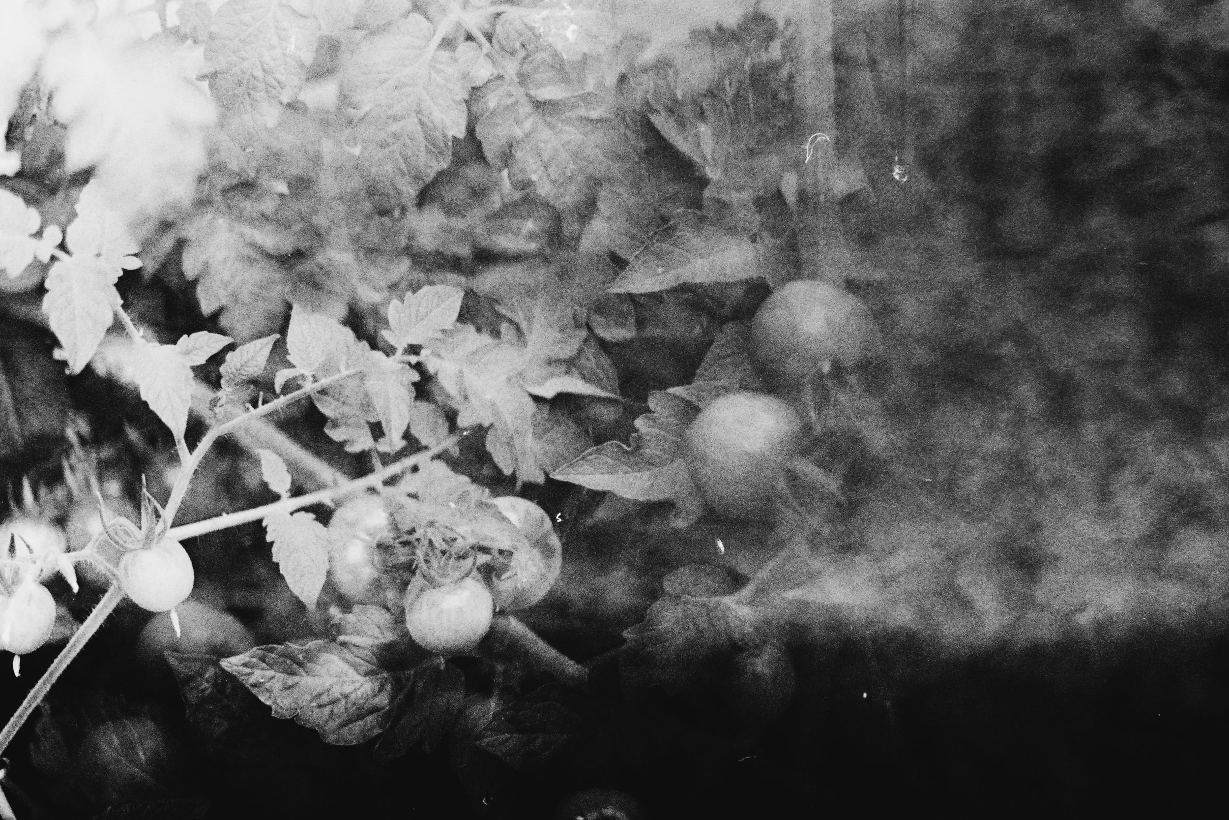 31DFA9B4-310D-4240-822B-4F730CF8BEE0-VSCO.jpeg