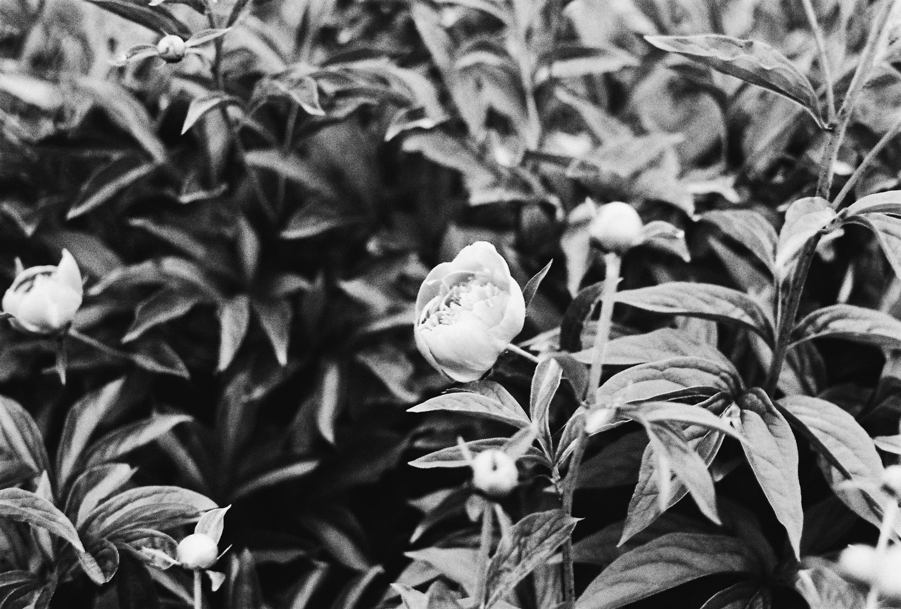 0383708-R1-08-8-VSCO (1).jpeg