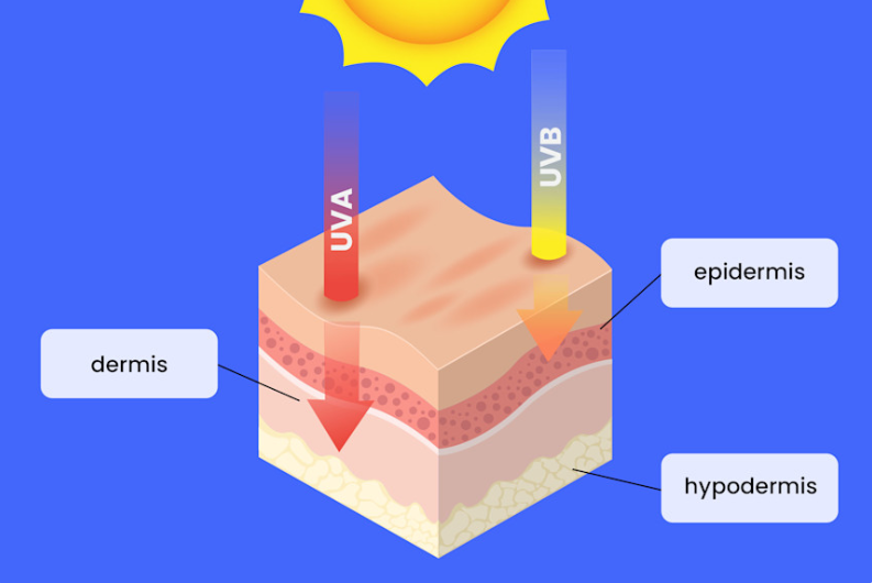 Understanding the Difference Between UVA &amp; UVB Rays