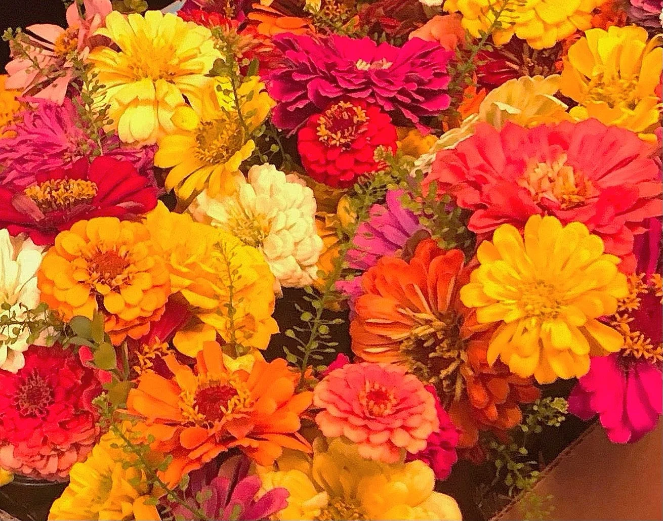 Marigold Seeds (pack of 100) — RED GATE FLOWERS