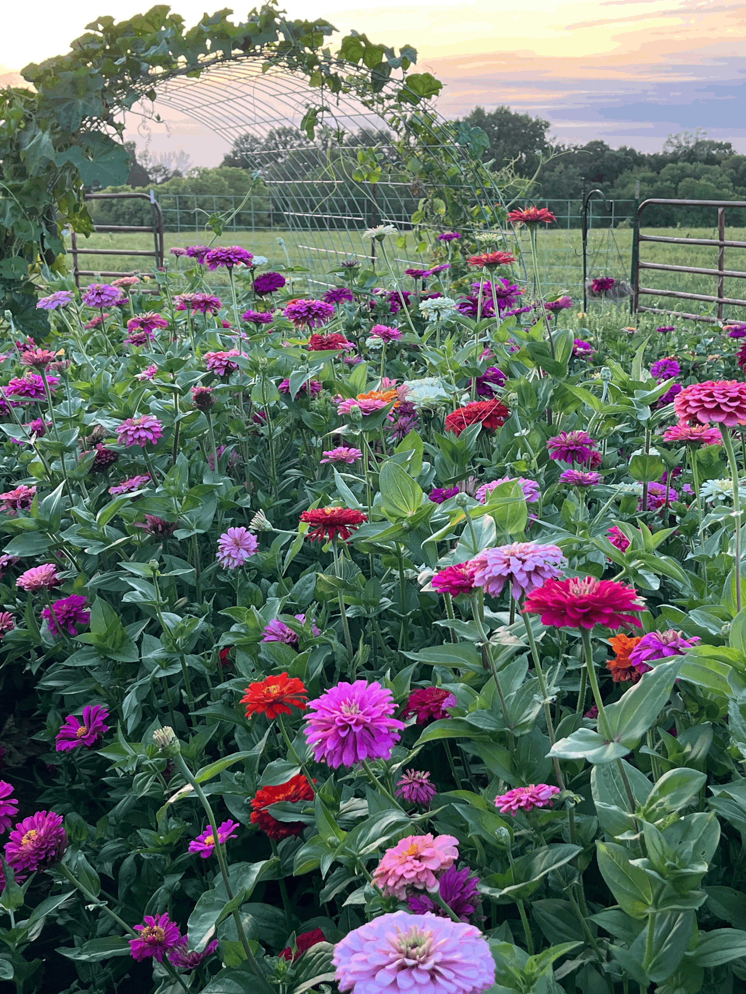 Entrance for One to Summer 2026 U-PICK