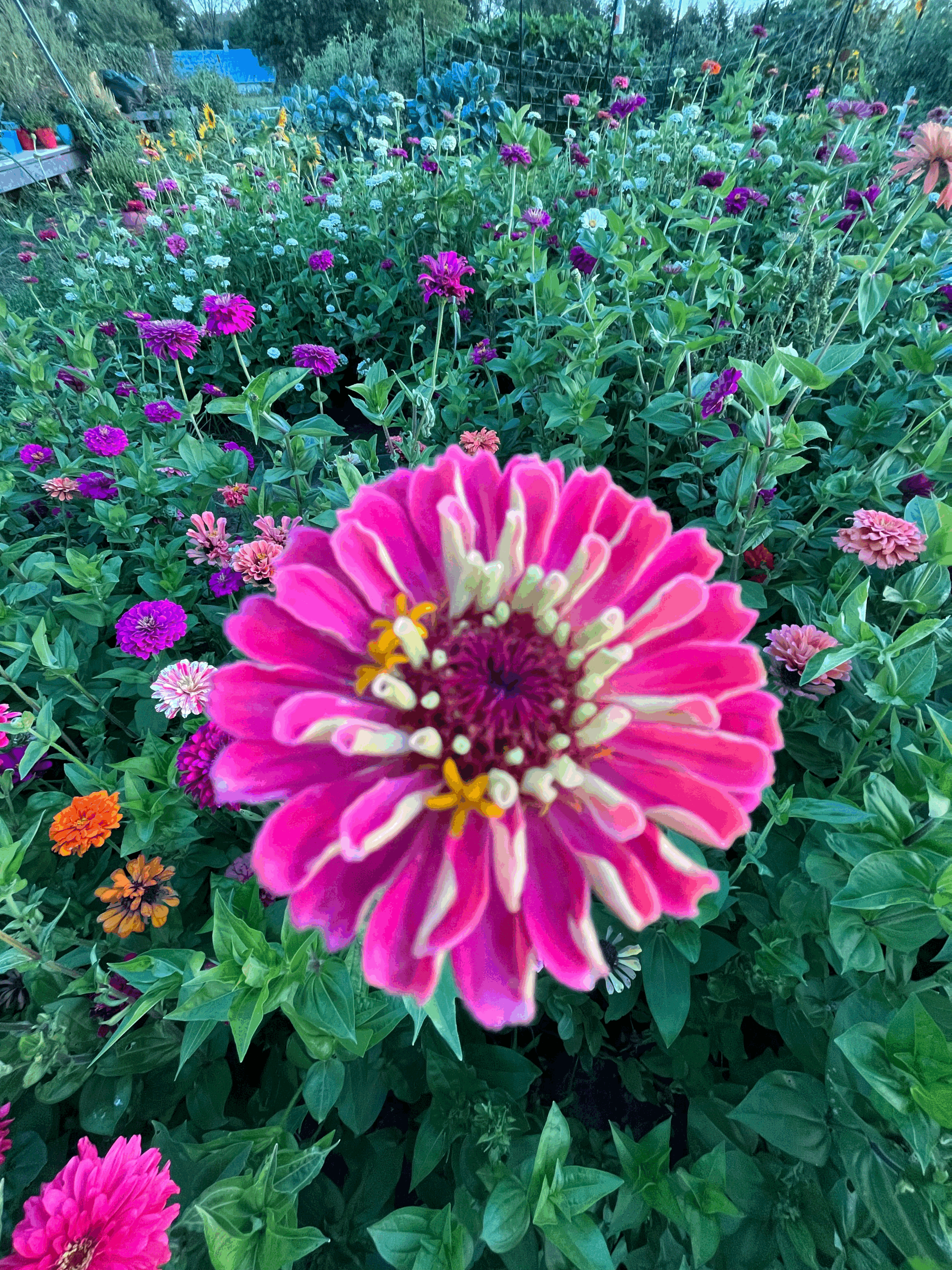 LATE SUMMER Bouquet Subscription - 5-Pack - CARLISLE PICK UP