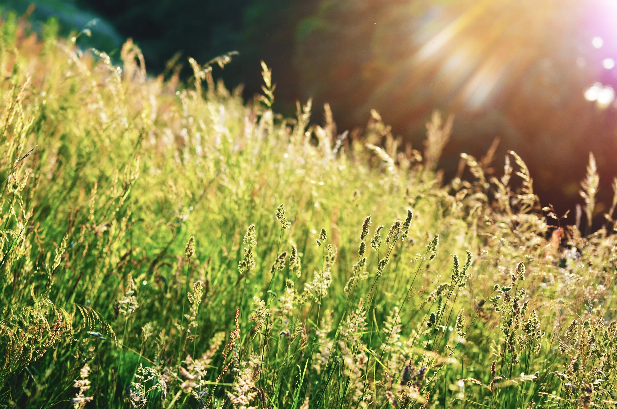 20130707-field_01.jpg