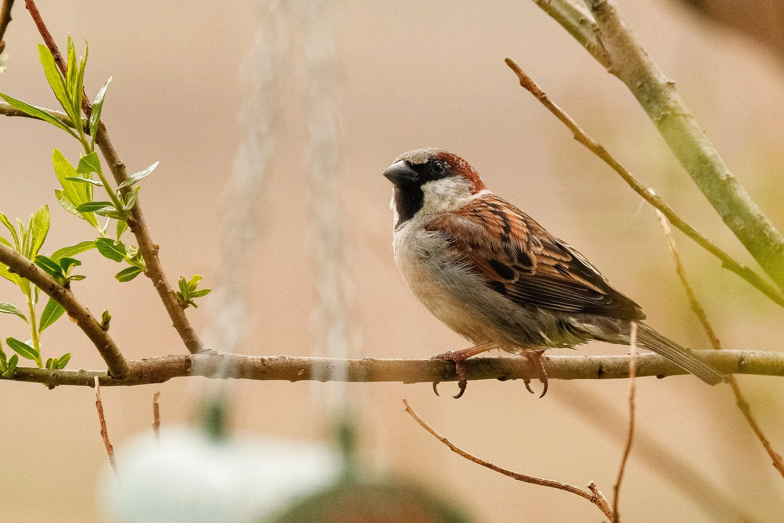 HEBT5394-2.jpg