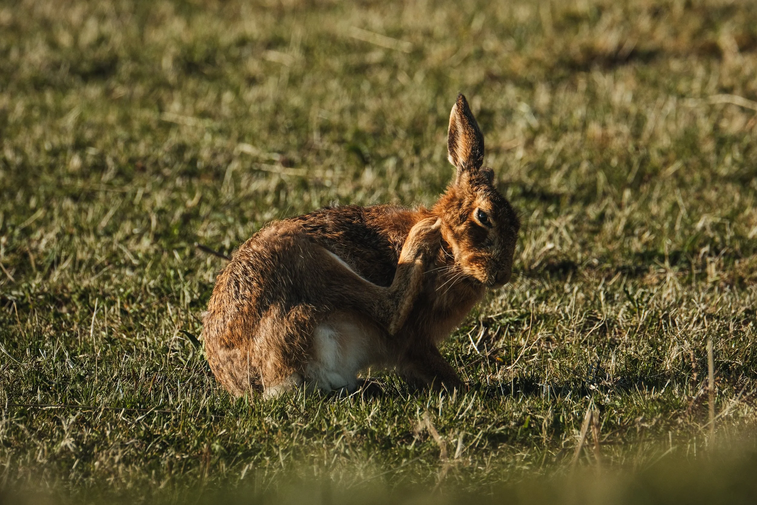 01-05-2026: Itchy Hare
