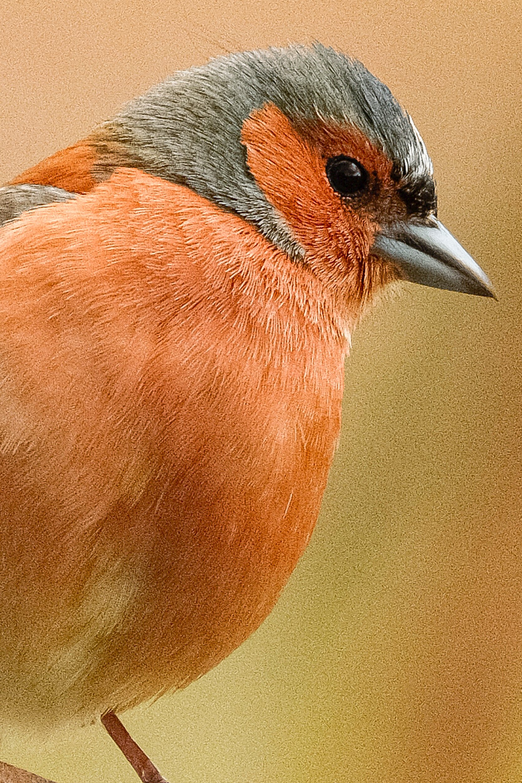 HEBT5428-2.jpg