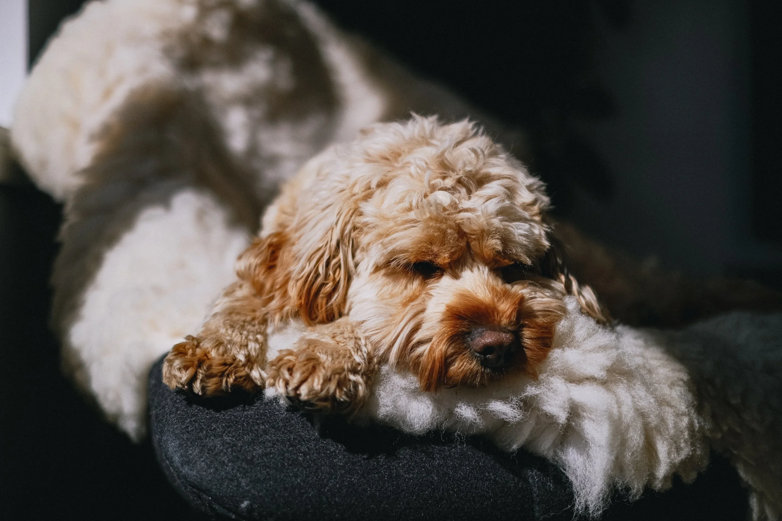02-05-2026: Tired Dug