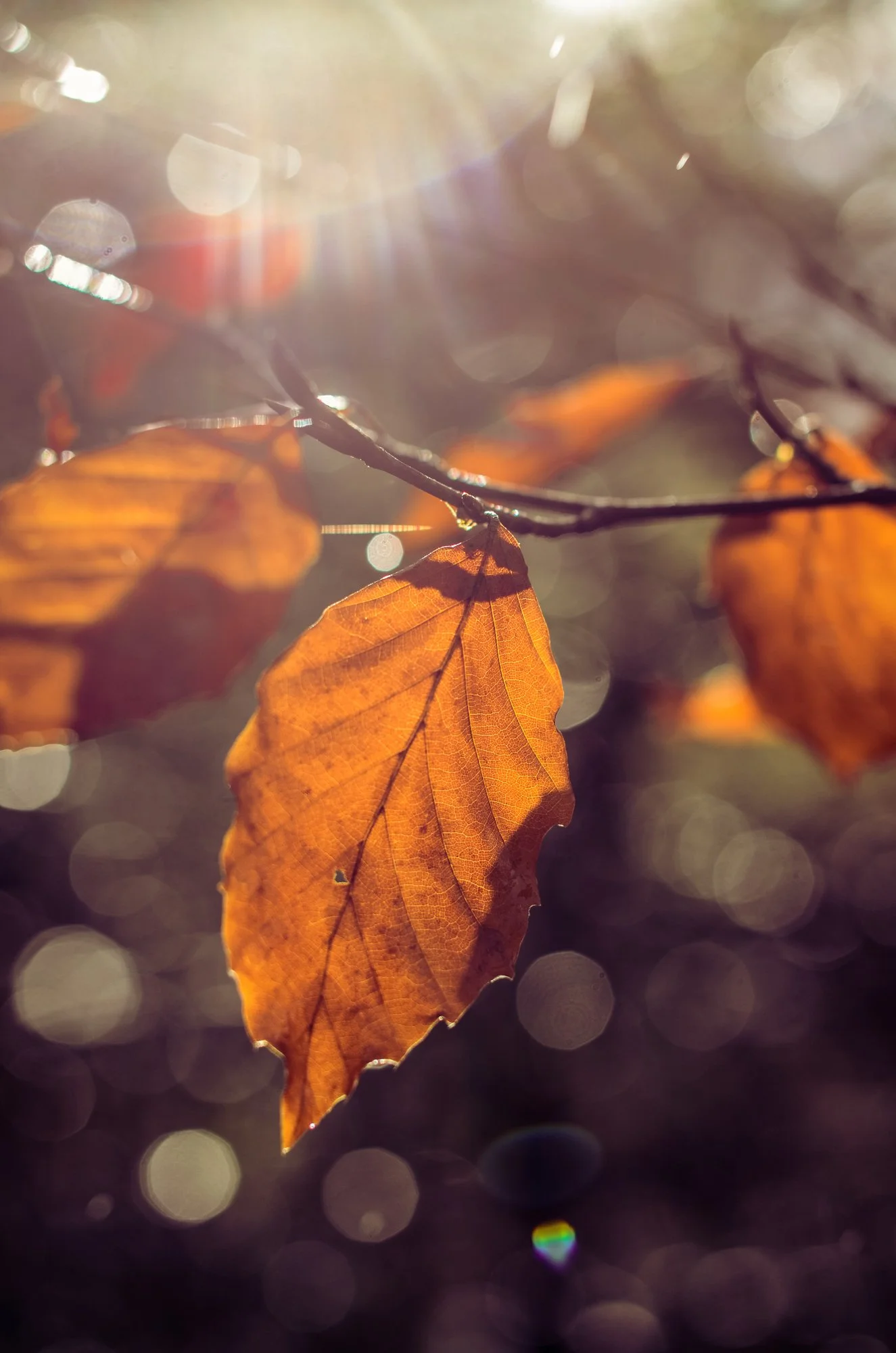20131109-_FSR9162.jpg