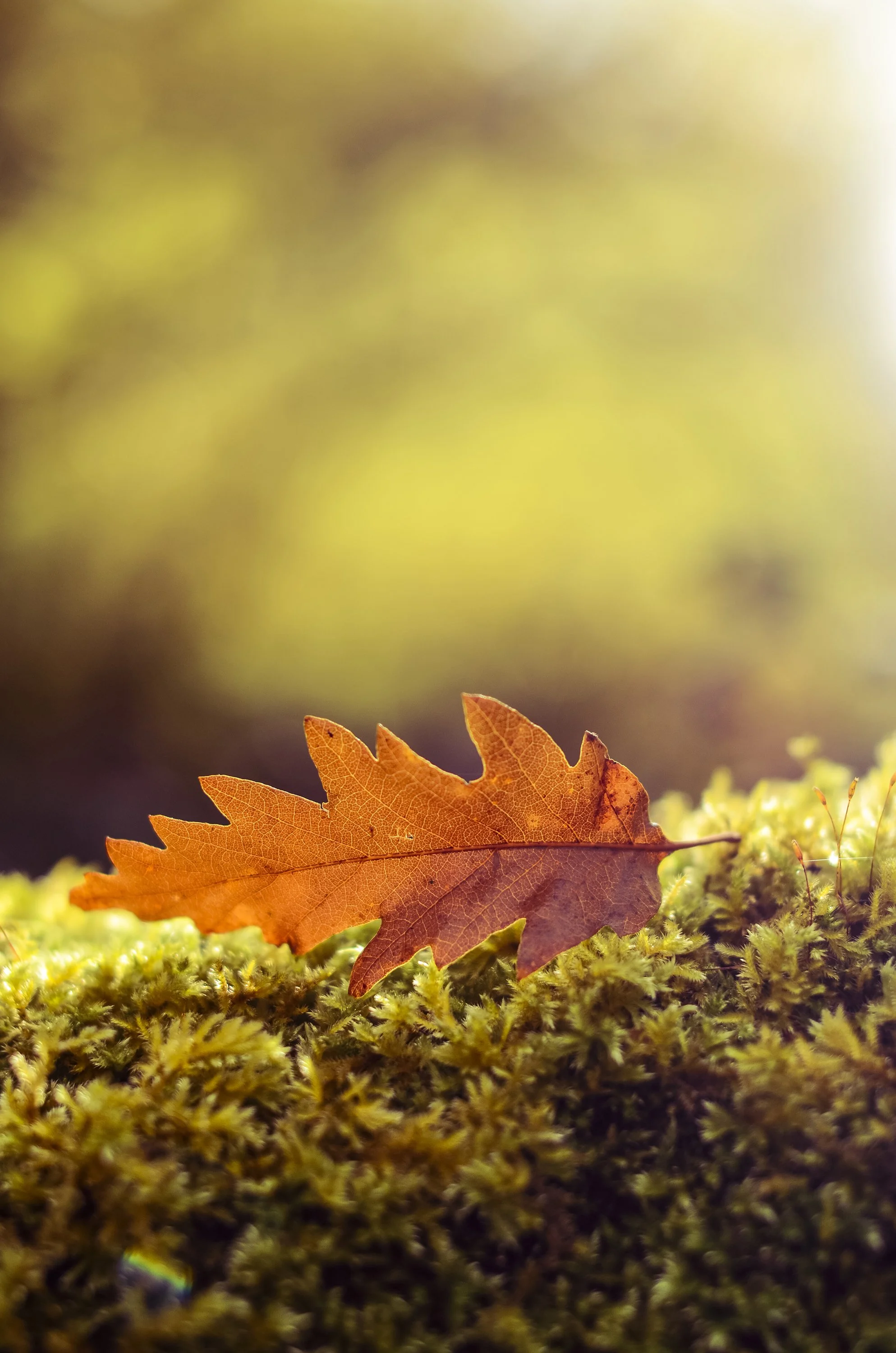 Autumn_02.jpg
