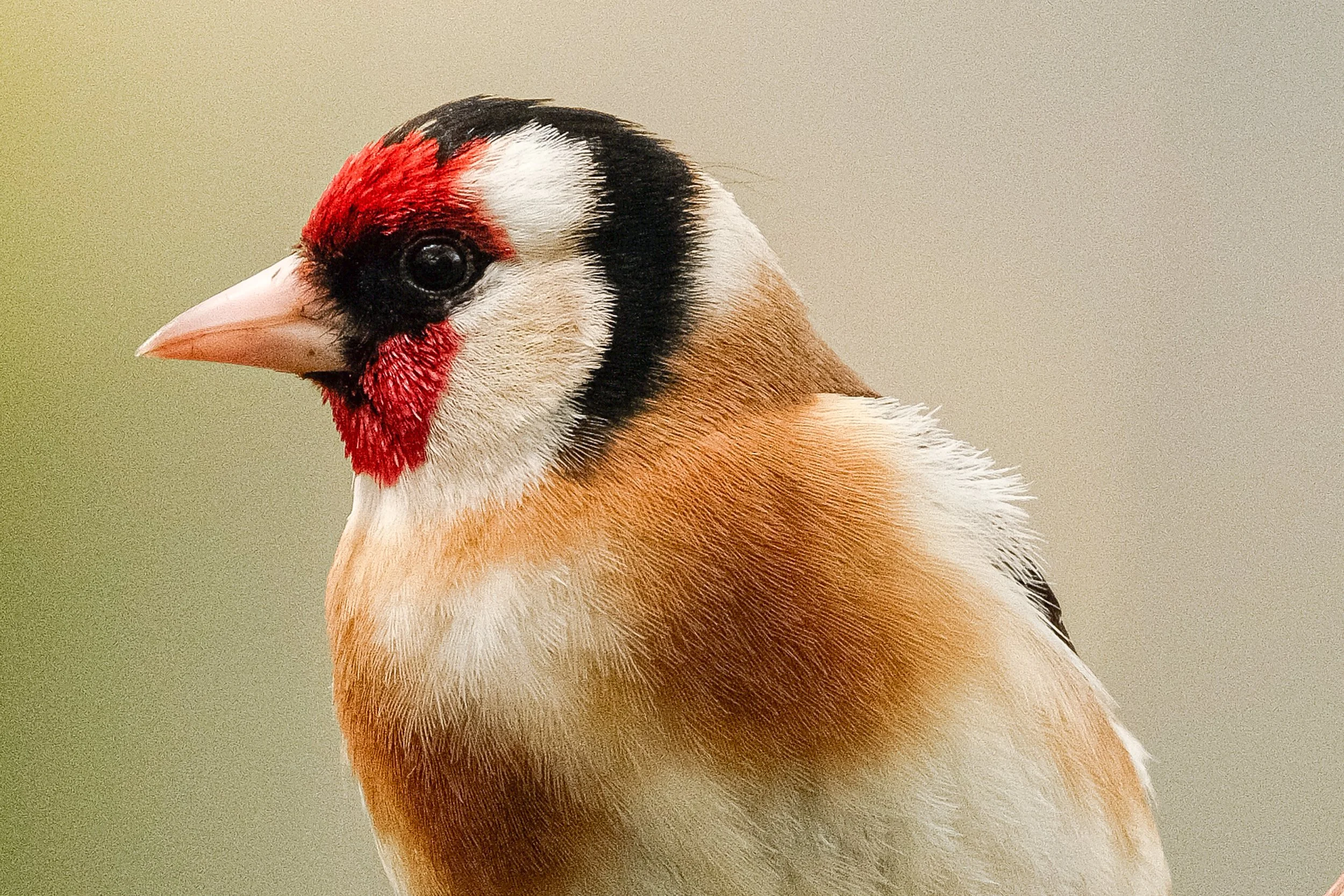 HEBT5230-3.jpg