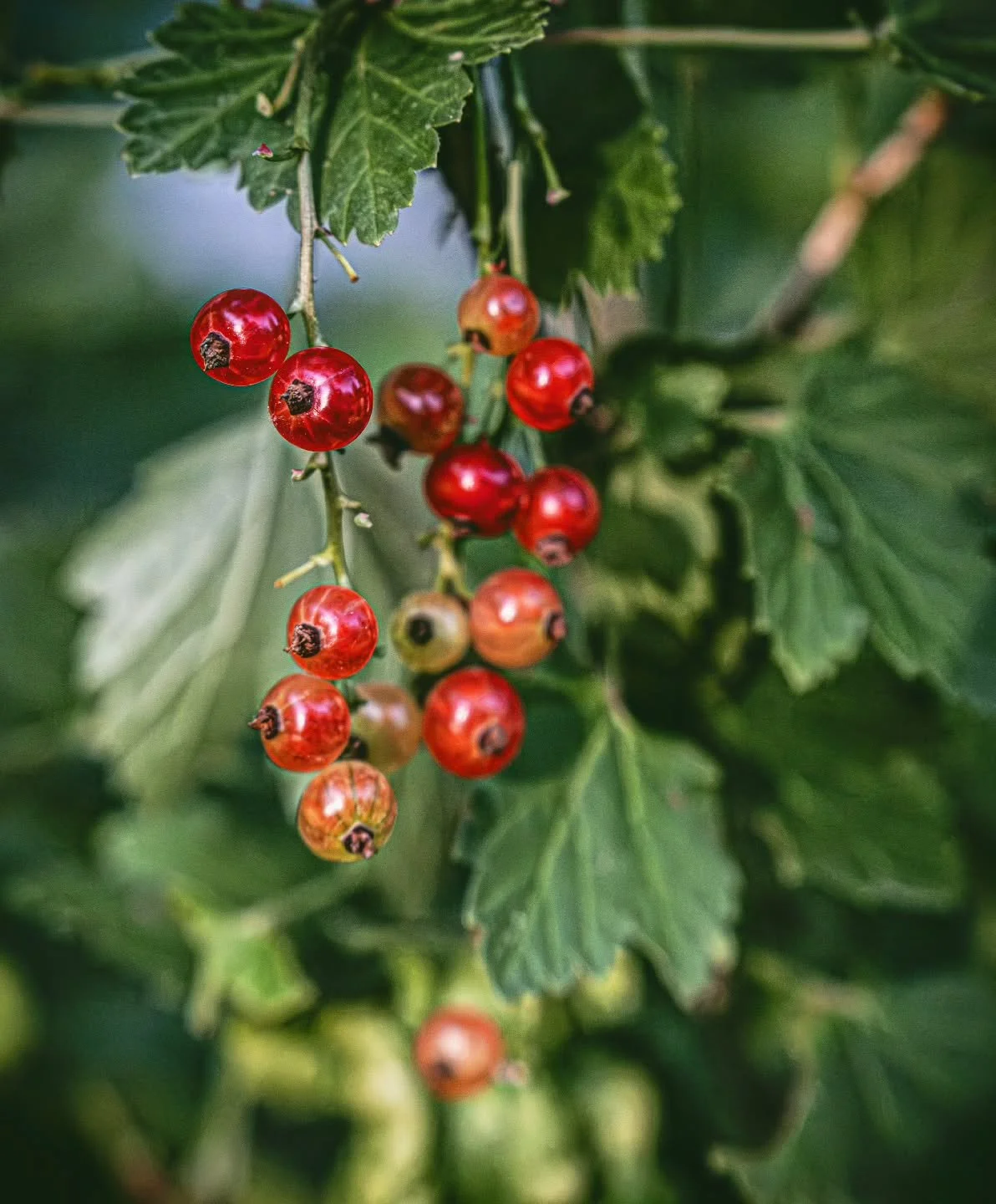 Red Currants
-
#fujifilm #XT4 - #tamron 17-70mm for #FujiXSeries
-
#FujiFilmx_ca @fujifilmx_ca #tamronamericas  @tamronamericas #withmytamron #berries #garden #summer #summer2025