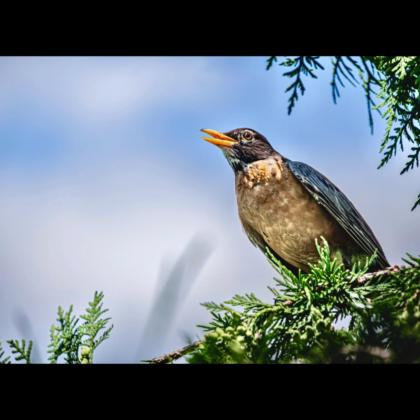 Robin Call's
-
#fujifilm #XT4 - #tamron 18-300mm for #FujiXSeries
-
#FujiFilmx_ca @fujifilmx_ca #tamronamericas  @tamronamericas #withmytamron #birds #birding #robin #summer #summer2025