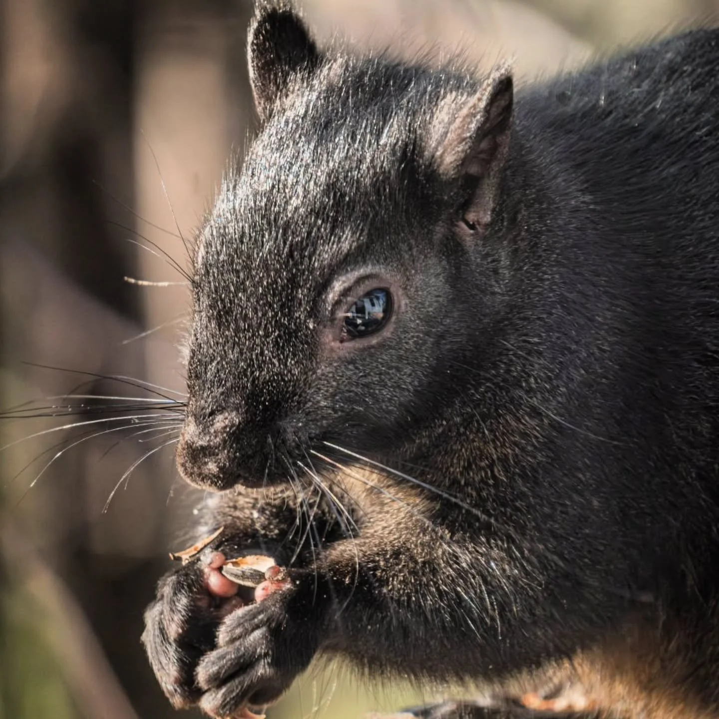 Just look at those lil' thumbs! 😭
-
Fujifilm XT4 - tamron 18-300mm for FujiXSeries
-
#FujiFilmx_ca @fujifilmx_ca  @tamronamericas #withmytamron #squirrel  #fall