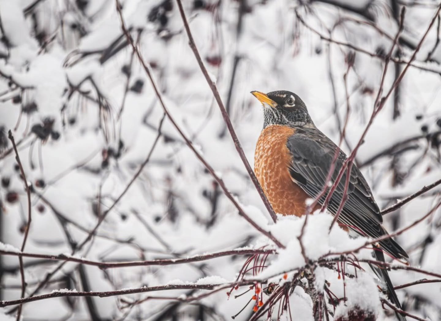 Robin in Snow
-
#Fujifilm XT4 - Tamron 18-300mm for FujiXSeries
-
@fujifilmx_ca @tamronamericas #WithMyTamron  @brocktownship #birding #winter #winter2026
