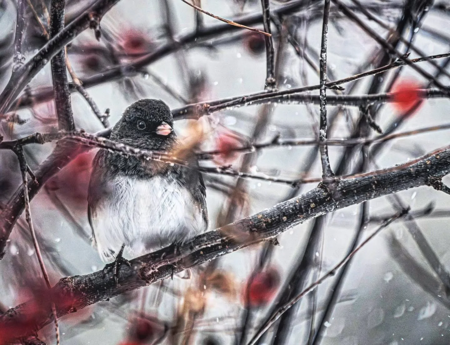 Winter Dark Eyed Junco 
-
#Fujifilm XT4 - Tamron 18-300mm for FujiXSeries
-
@fujifilmx_ca @tamronamericas #WithMyTamron  @brocktownship #birding #winter #winter2025