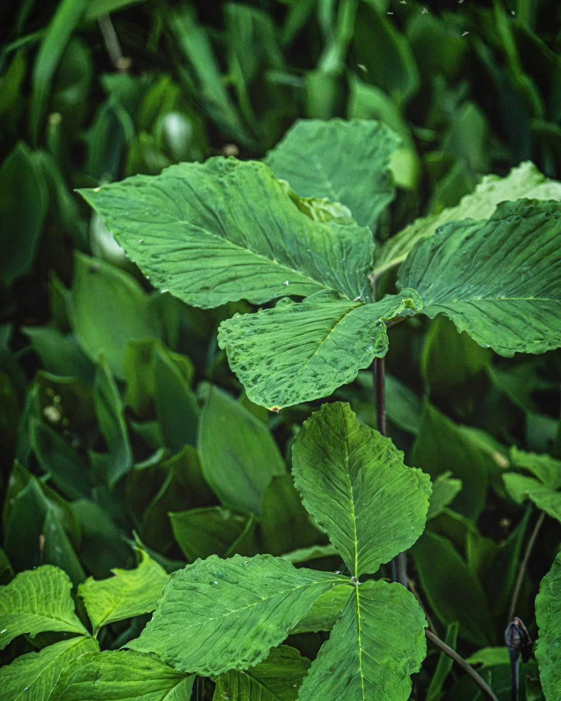 Jack-in-the-Pulpit
-
#fujifilm #XT4 - #tamron 17-70mm for #FujiXSeries
-
#FujiFilmx_ca @fujifilmx_ca #tamronamericas  @tamronamericas #withmytamron #plants #nativeplants #summer #summer2025