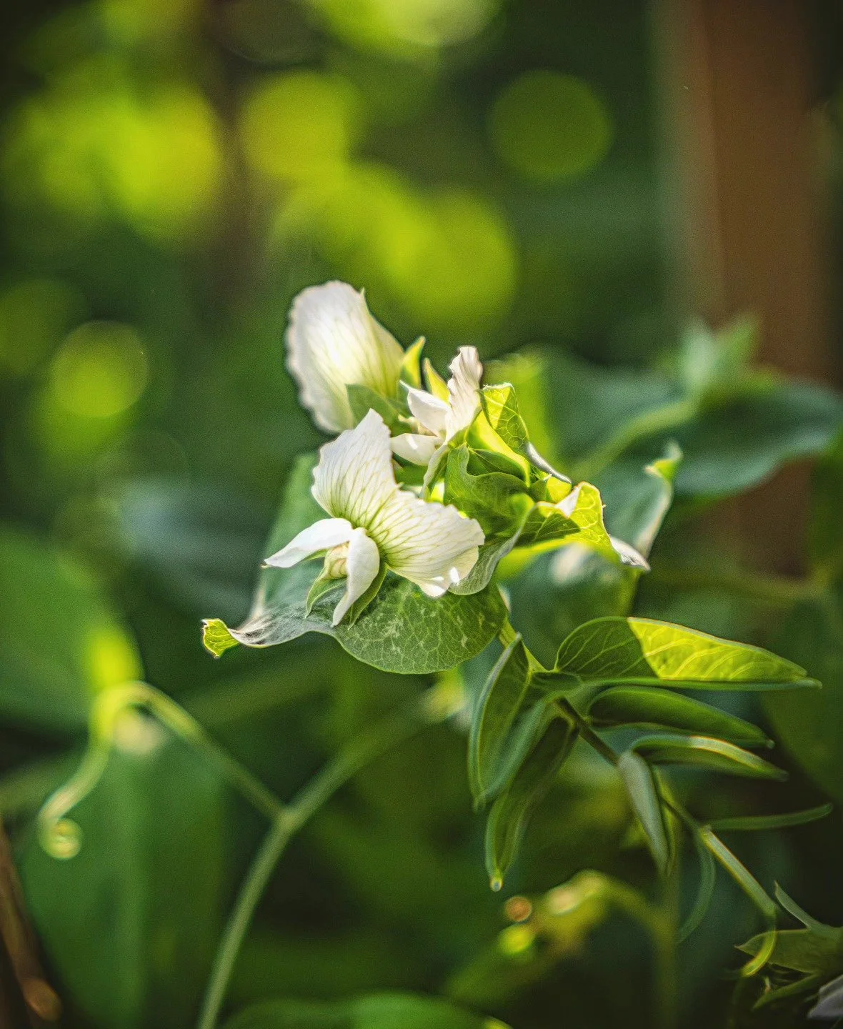 Pea Flower
-
#fujifilm #XT4 - #tamron 17-70mm for #FujiXSeries
-
#FujiFilmx_ca @fujifilmx_ca #tamronamericas  @tamronamericas #withmytamron #flowers #garden #gardening #summer #summer2025