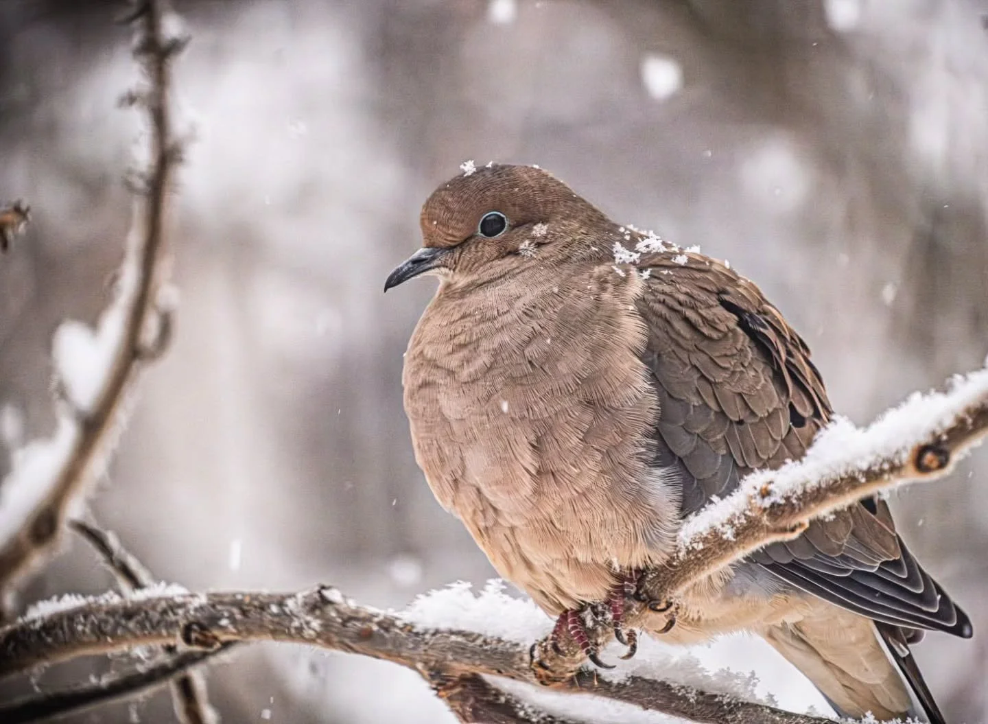 Mourning Dove's Snowy Roost
-
#Fujifilm XT4 - Tamron 18-300mm for FujiXSeries
-
@fujifilmx_ca @tamronamericas #WithMyTamron  @brocktownship #birding #winter #winter2025
