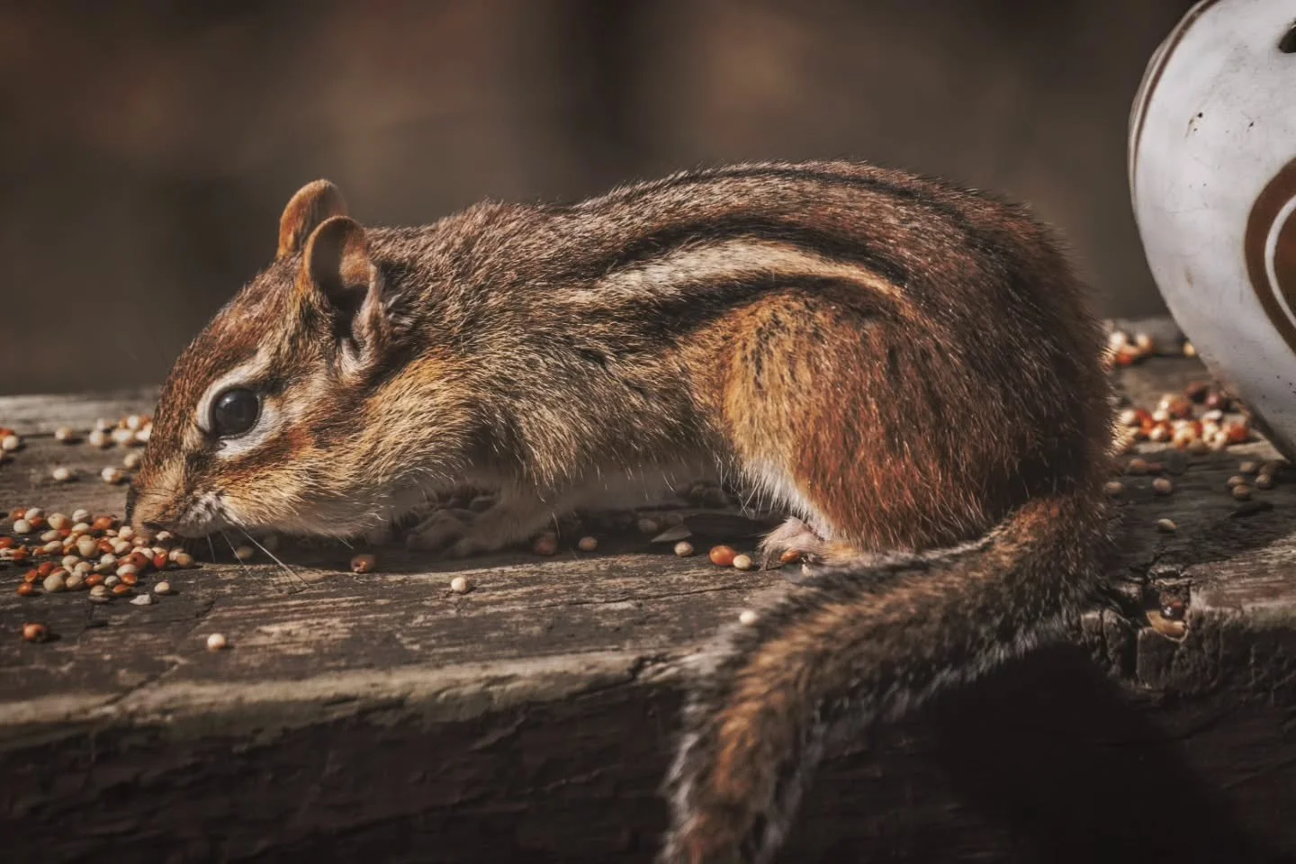 An Early Spring Arrival
Munchin'
-
#fujifilm #XT4 - #tamron 18-300mm for #FujiXSeries 
-
#FujiFilmx_ca @fujifilmx_ca tamronamericas  @tamronamericas withmytamron chipmunk spring Spring2026