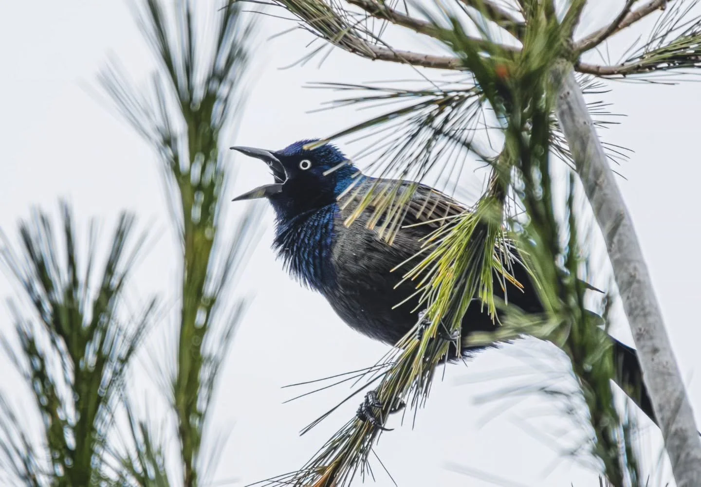 Grackle Call
-
#Fujifilm XT4 - Tamron 18-300mm for FujiXSeries
-
@fujifilmx_ca @tamronamericas #WithMyTamron  @brocktownship #birding #spring #spring2026