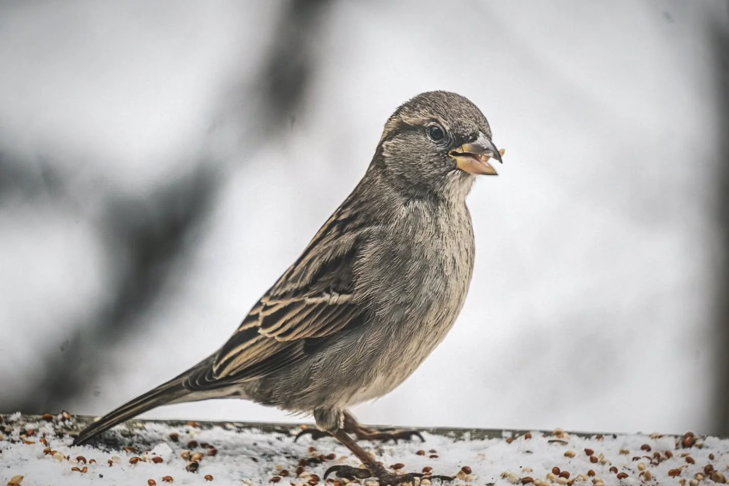 Female House Sparrow
-
#Fujifilm XT4 - Tamron 18-300mm for FujiXSeries
-
@fujifilmx_ca @tamronamericas #WithMyTamron  @brocktownship #birding #winter #winter2025