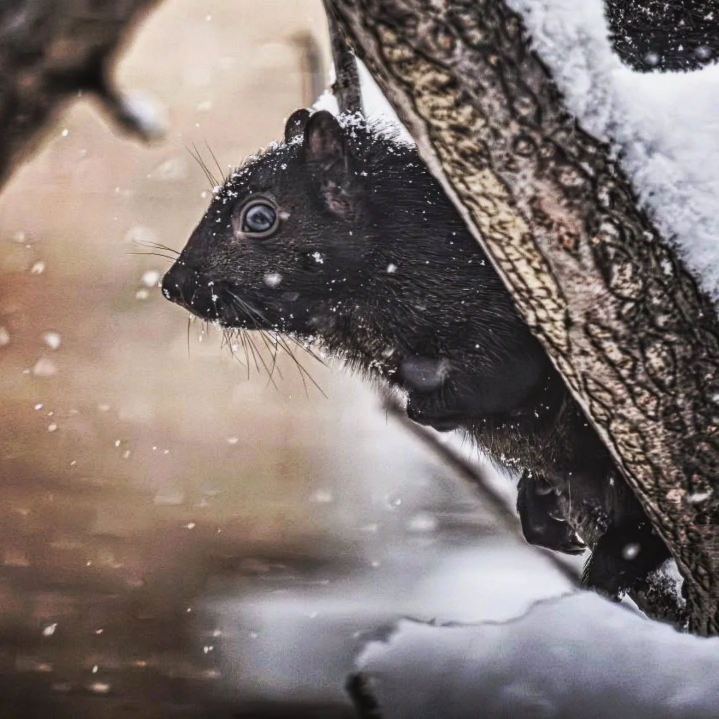Squirrel Peaks Out in the Snow
-
#Fujifilm XT4 - Tamron 18-300mm for FujiXSeries
-
@fujifilmx_ca @tamronamericas #WithMyTamron  @brocktownship #animals #winter #winter2025