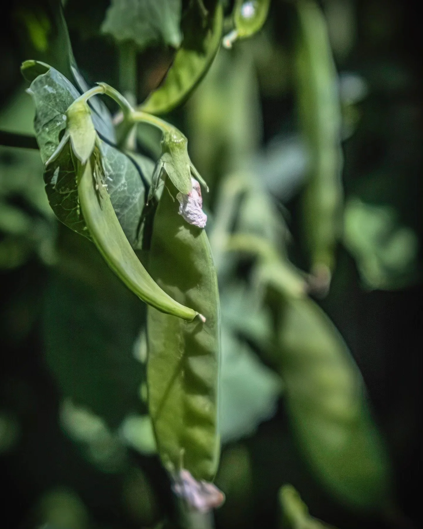 Pea Pod
-
#fujifilm #XT4 - #tamron 17-70mm for #FujiXSeries
-
#FujiFilmx_ca @fujifilmx_ca #tamronamericas  @tamronamericas #withmytamron #garden #gardening #summer #summer2025