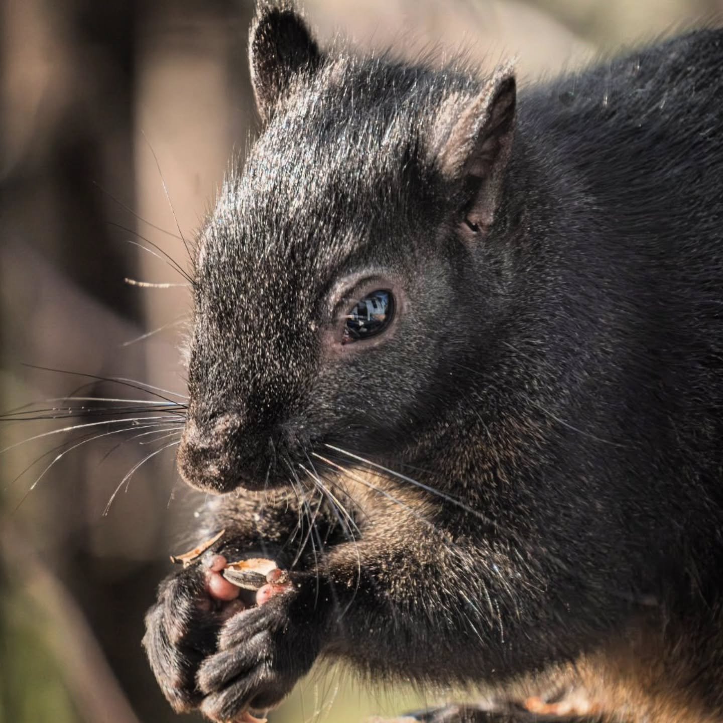 Just look at those lil' thumbs! 😭
-
Fujifilm XT4 - tamron 18-300mm for FujiXSeries
-
#FujiFilmx_ca @fujifilmx_ca  @tamronamericas #withmytamron #squirrel  #fall