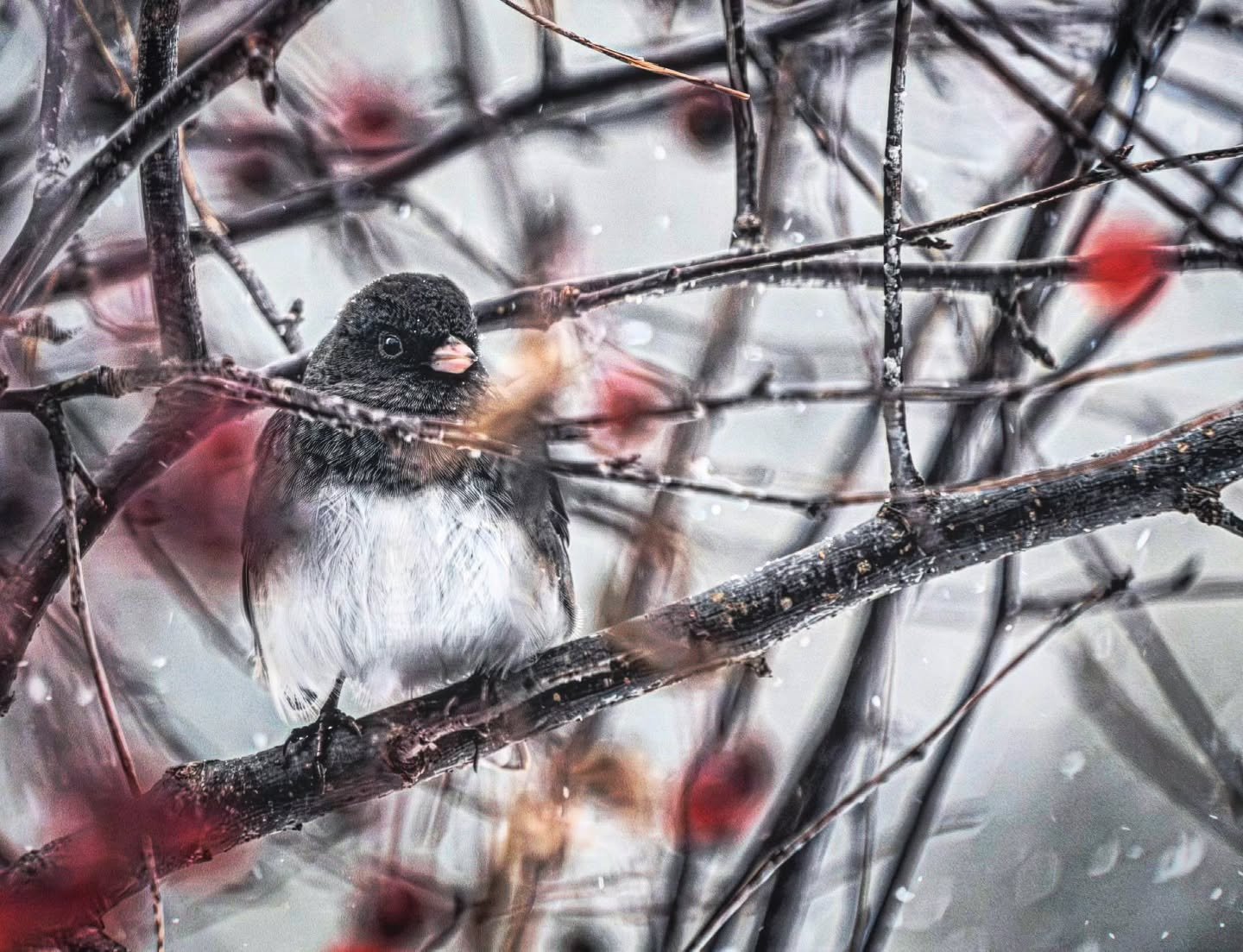 Winter Dark Eyed Junco 
-
#Fujifilm XT4 - Tamron 18-300mm for FujiXSeries
-
@fujifilmx_ca @tamronamericas #WithMyTamron  @brocktownship #birding #winter #winter2025
