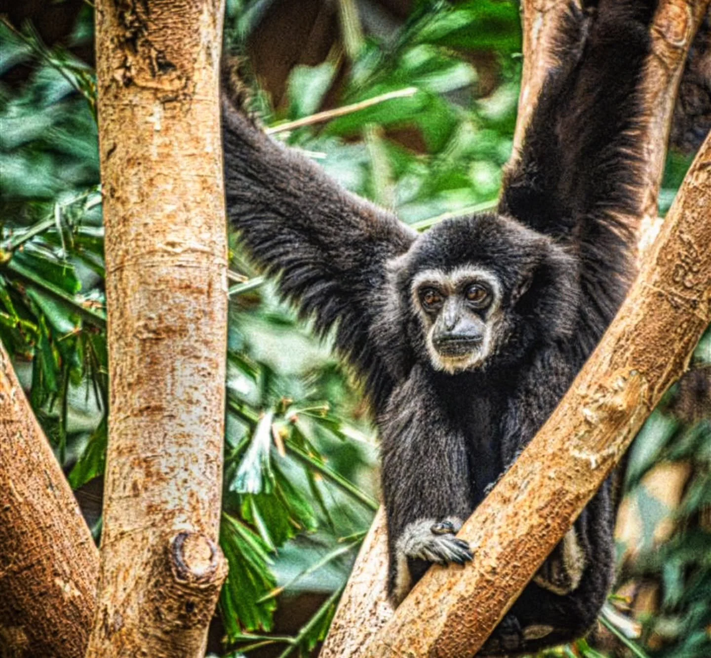 White Handed Gibbon
-
Ever Energetic, the White Handed Gibbon was difficult to get a clear shot of 📸  Working with a low shutter speed and high gain I managed to catch him having a hanging break from his gymnastics
-
#FujiFilmXT4 #Tamron 18-300mm
-
