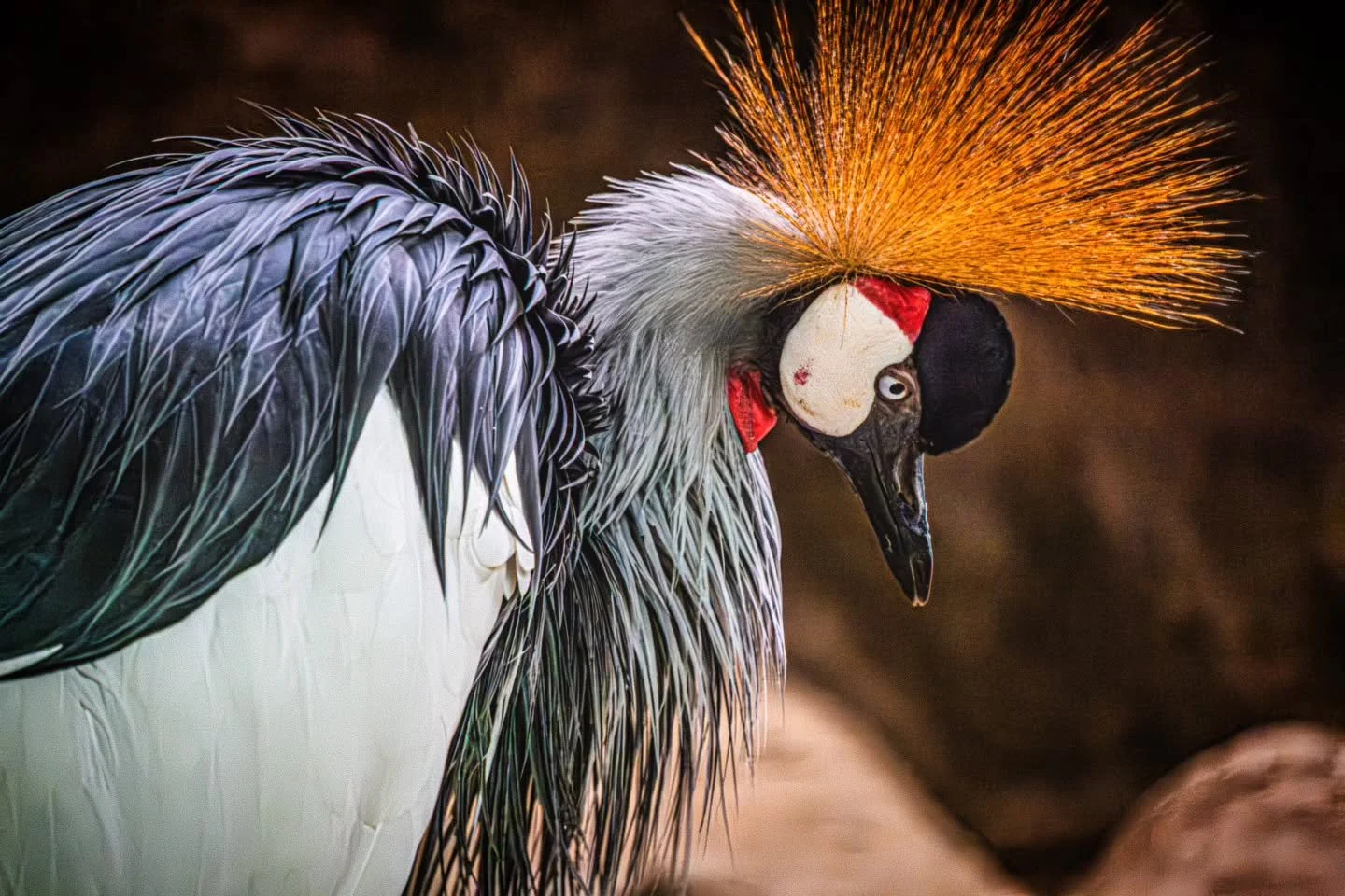 Grey Necked Crowned Crane
-
Try saying that three times fast - A portrait of royalty 
-
#FujifilmXT4 - #Tamron 18-300mm
-
#birding #spring #crane spring2026 @tamronamericas @FujiFilmX_CA @thetorontozoo Toronto Ontario Canada