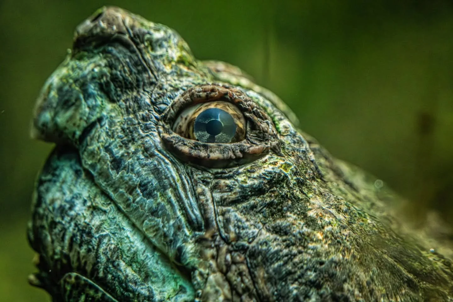 Snapping Turtle in the Murk
-
Just have a look at that eye, I wonder what sights there are to see as an under water snapping turtle
-
#FujifilmXT4 - #Tamron 18-300mm
-
#turtle #herpetology reptiles spring2026 @tamronamericas @FujiFilmX_CA @thetoronto